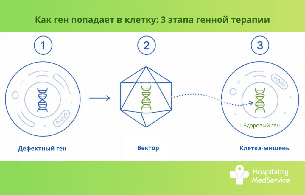 Инфографика: три этапа доставки гена в клетку при генной терапии &mdash; дефектный ген, вектор, здоровый ген в клетке-мишени